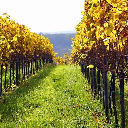 Wein & Wellness Inkl Parkplatz - Mandelbaum * Bad Bellingen