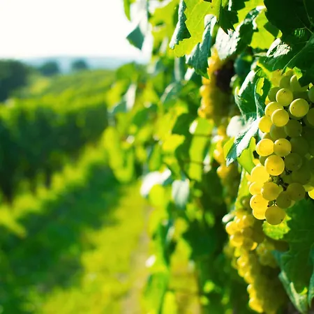 Wein & Wellness Inkl Parkplatz - Mandelbaum